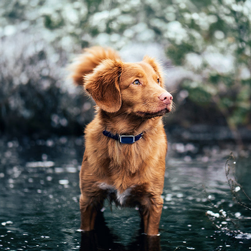 G12 Smart GPS Pet Tracker