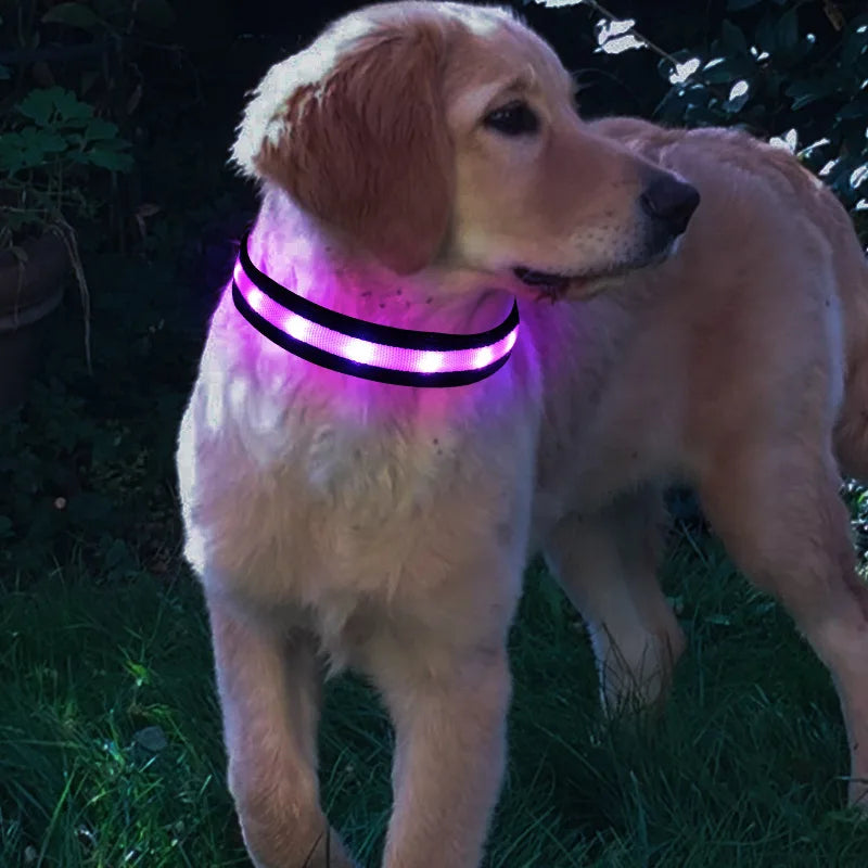 LED Dog Collar for nighttime safety