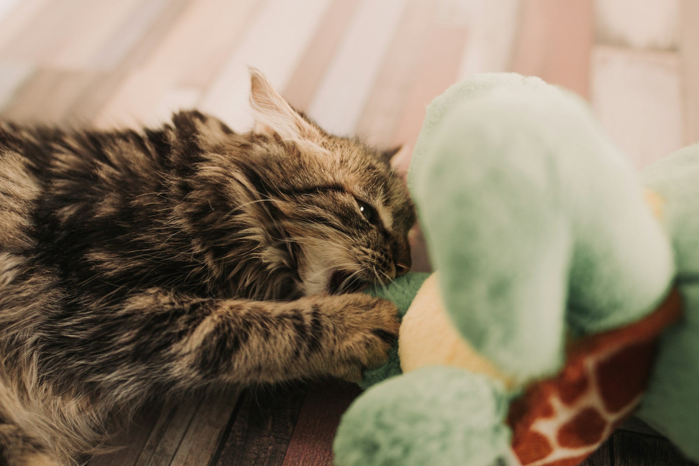 Cat playing with a plush toy at home