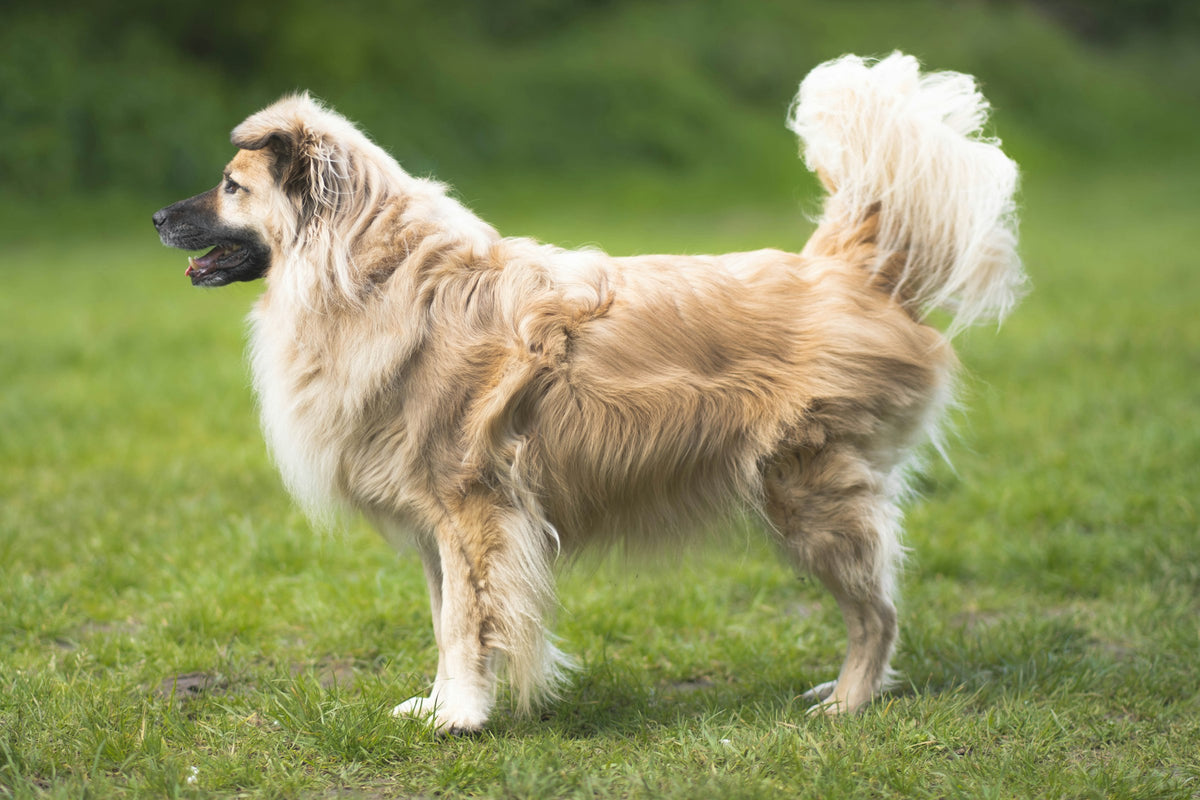 Golden retriever running on grass