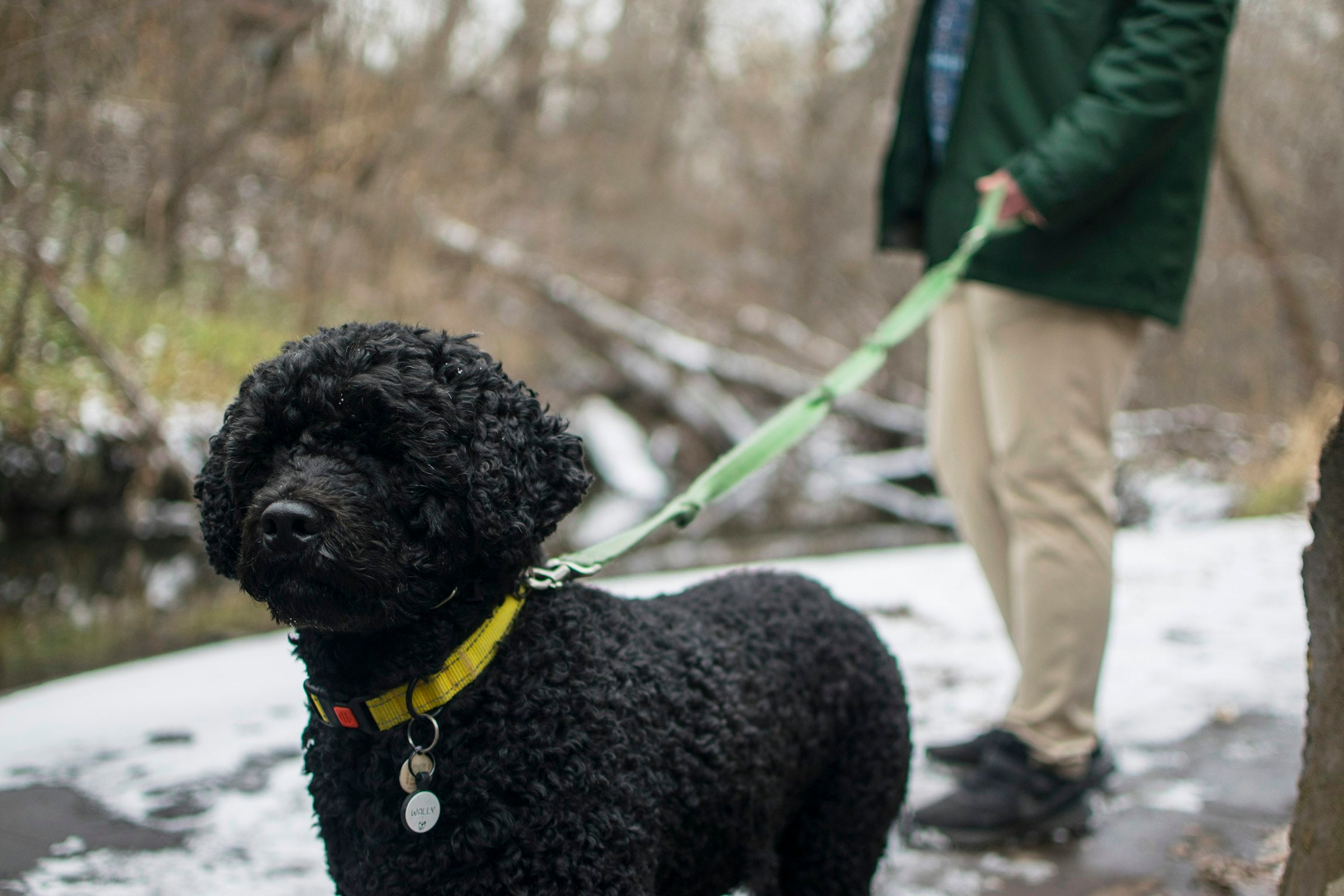 Dog on a lead being walked outdoors